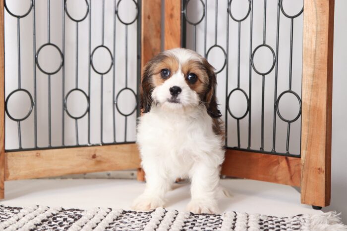 Stella - Precious Little Female Cava-tzu Puppy - Image 3