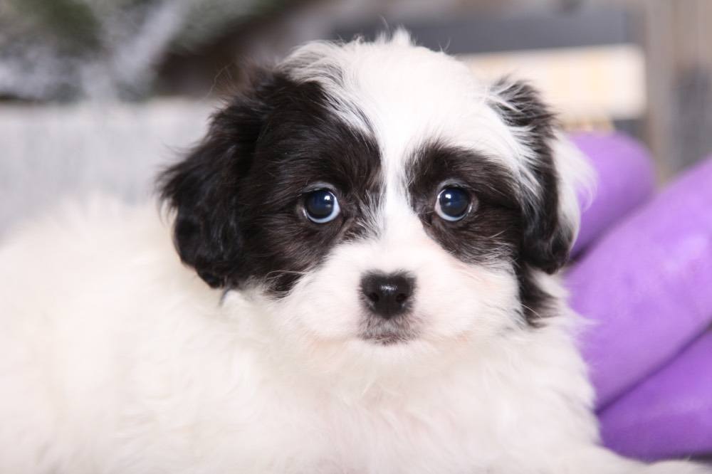 Stella - Precious Teddy Bear - Image 4