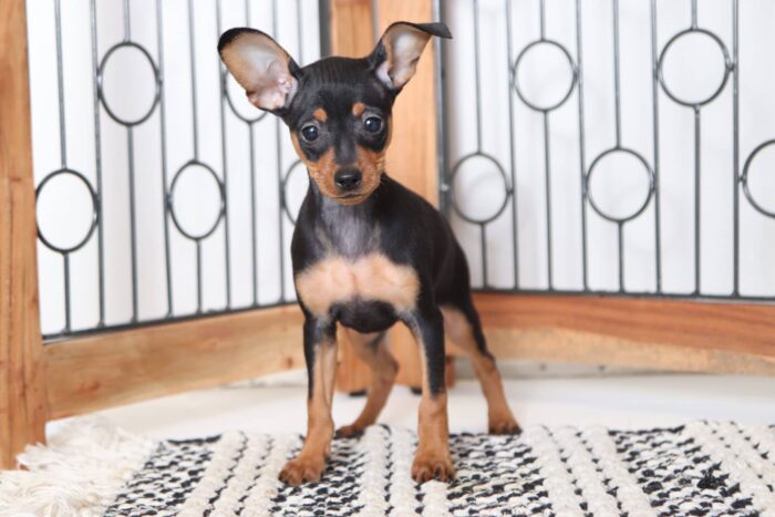 Stella - Astounding Female AKC Miniature Pinscher Puppy - Image 4