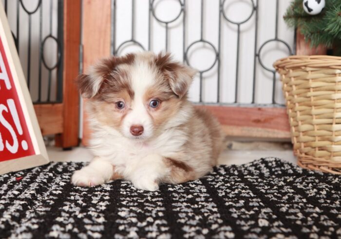 Stella - Darling Chocolate Merle Female ACA Mini Aussie Puppy - Image 4