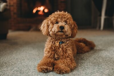 poodle in front of fire.