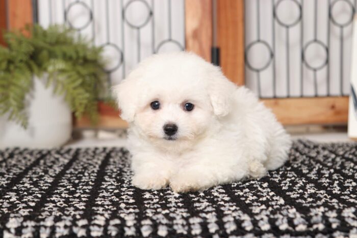 Stewie- Spunky Male MaltiChon Puppy