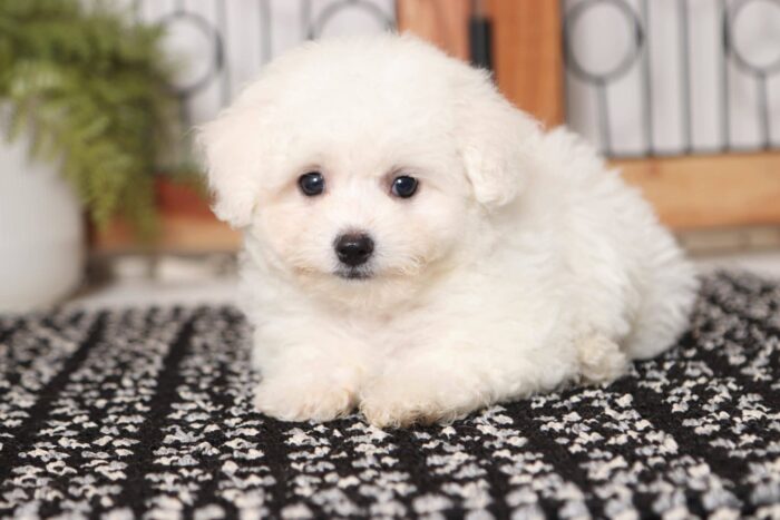 Stewie- Spunky Male MaltiChon Puppy - Image 2