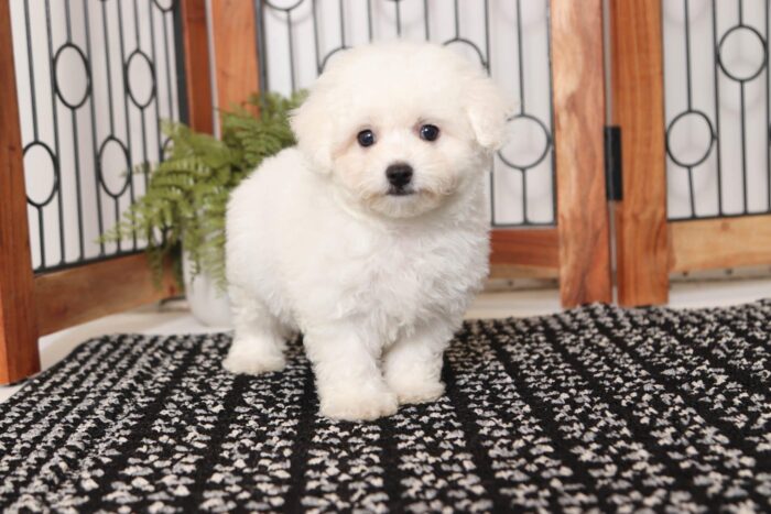 Stewie- Spunky Male MaltiChon Puppy - Image 3