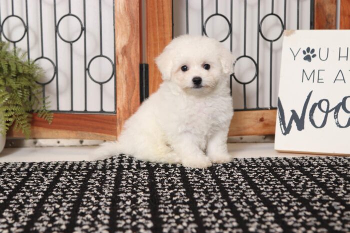 Stewie- Spunky Male MaltiChon Puppy - Image 4