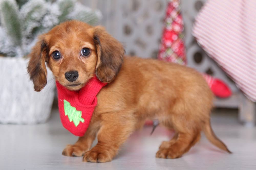 Stormy - Incredible Dachshund