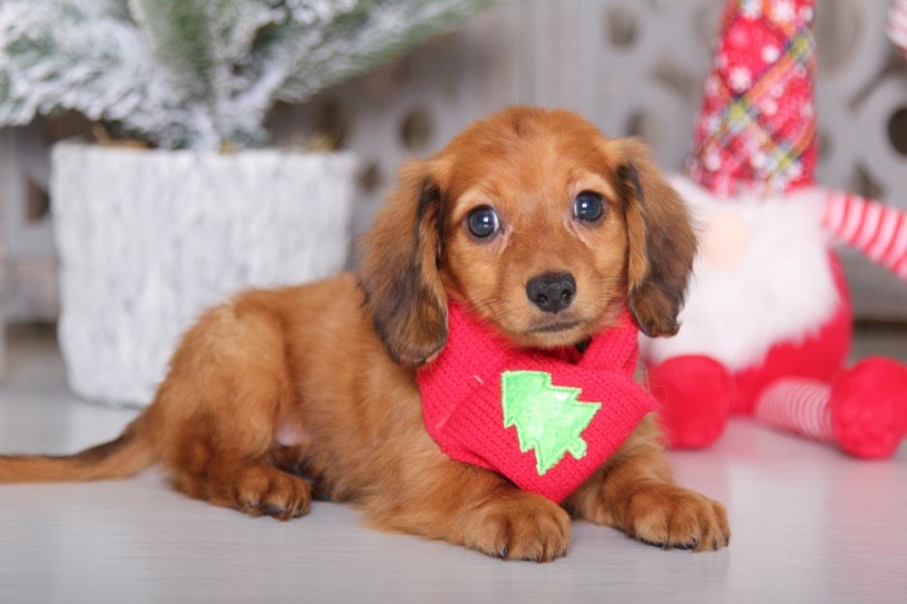 Stormy - Incredible Dachshund - Image 3