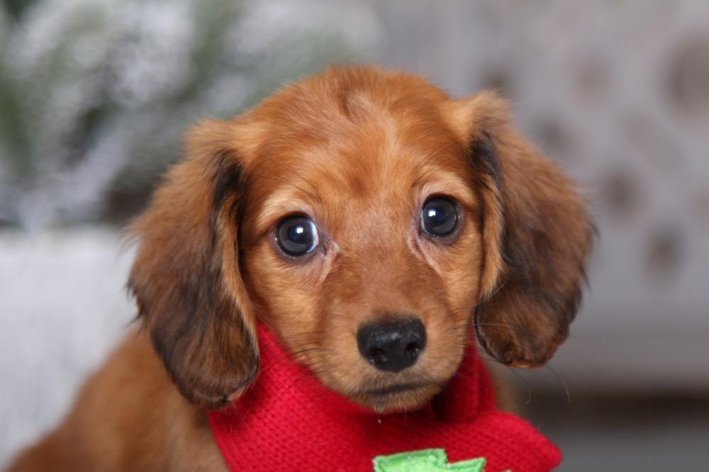 Stormy - Incredible Dachshund - Image 2