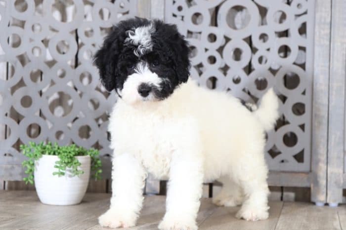 Sundae - Terrific, Mini Bernedoodle