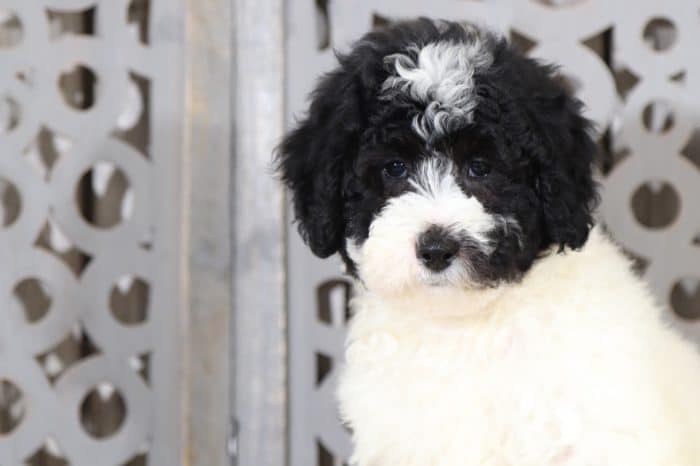 Sundae - Terrific, Mini Bernedoodle - Image 4