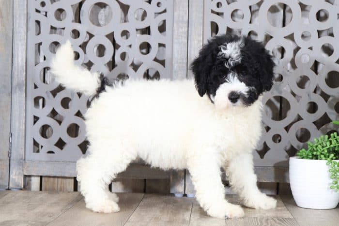 Sundae - Terrific, Mini Bernedoodle - Image 3