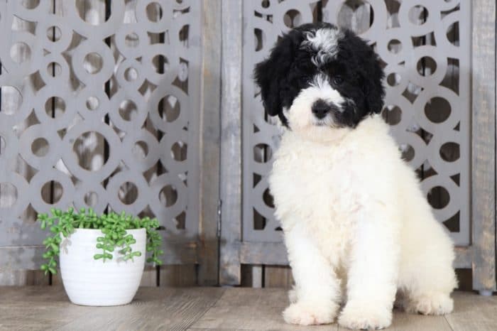 Sundae - Terrific, Mini Bernedoodle - Image 2
