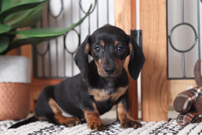 Susie- Beautiful ACA Female Dachshund Puppy