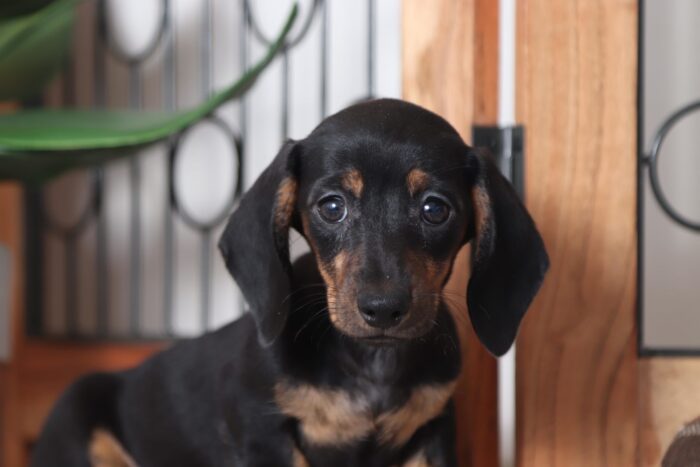 Susie- Beautiful ACA Female Dachshund Puppy - Image 2