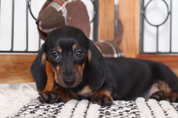 Susie- Beautiful ACA Female Dachshund Puppy - Image 3