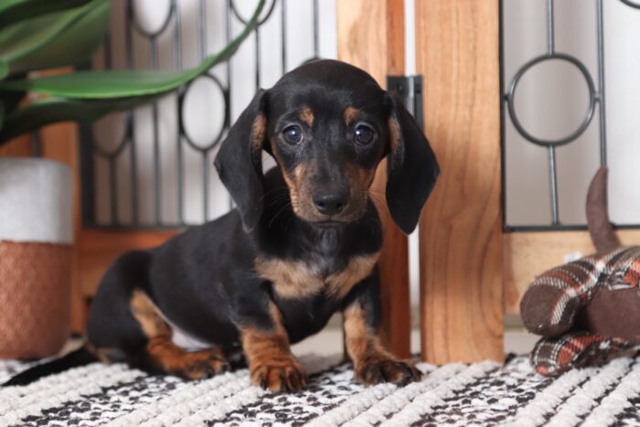 Susie- Beautiful ACA Female Dachshund Puppy - Image 4