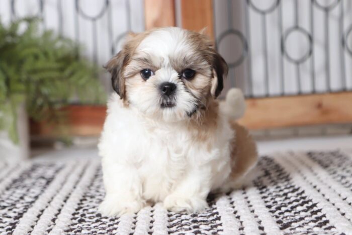 Taco - Amazing Little Male ACA Imperial Shih Tzu Puppy