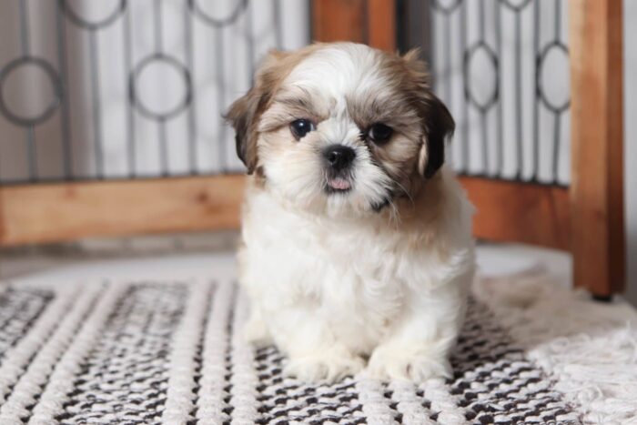 Taco - Amazing Little Male ACA Imperial Shih Tzu Puppy - Image 2