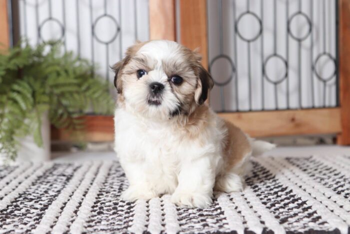 Taco - Amazing Little Male ACA Imperial Shih Tzu Puppy - Image 3