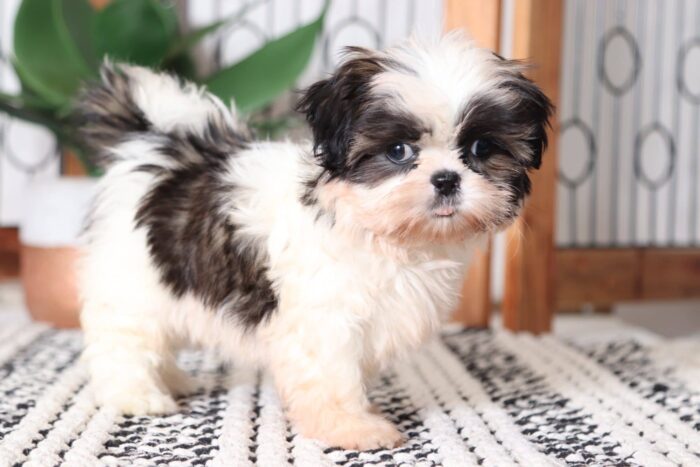 Taffy - Stunning Little ACA Female Imperial Shih-Tzu Puppy - Image 2