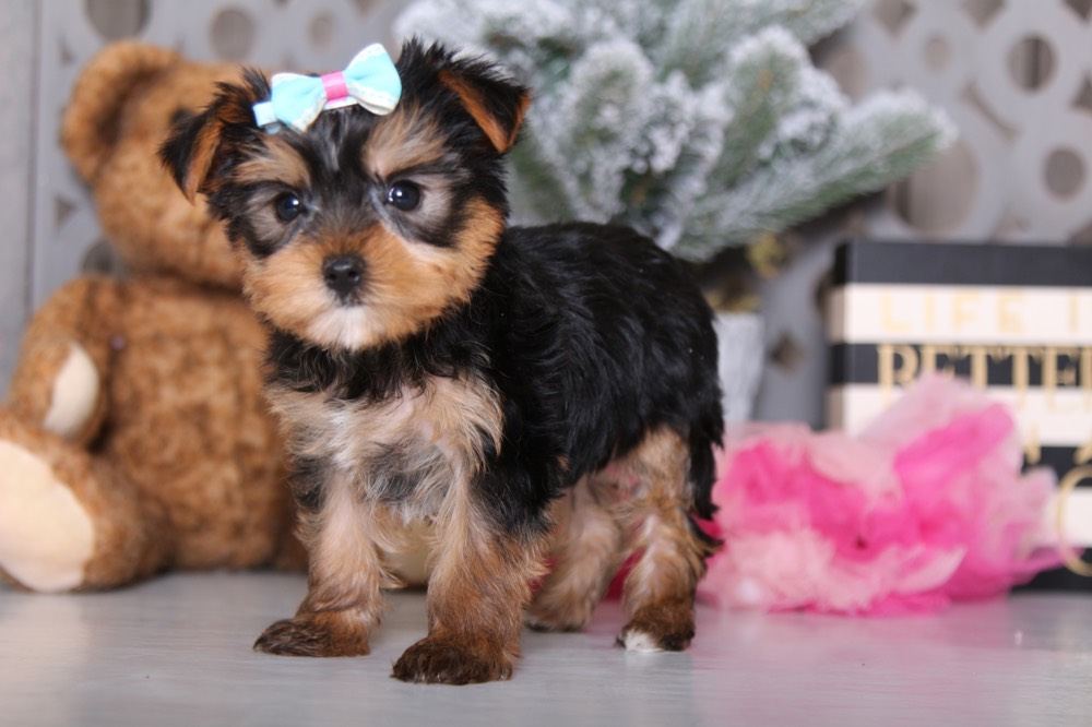 Taffy - Darling AKC Yorkie - Image 3