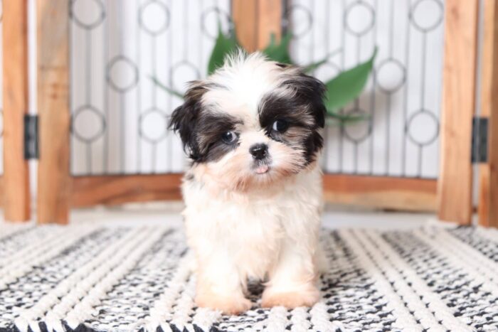 Taffy - Stunning Little ACA Female Imperial Shih-Tzu Puppy