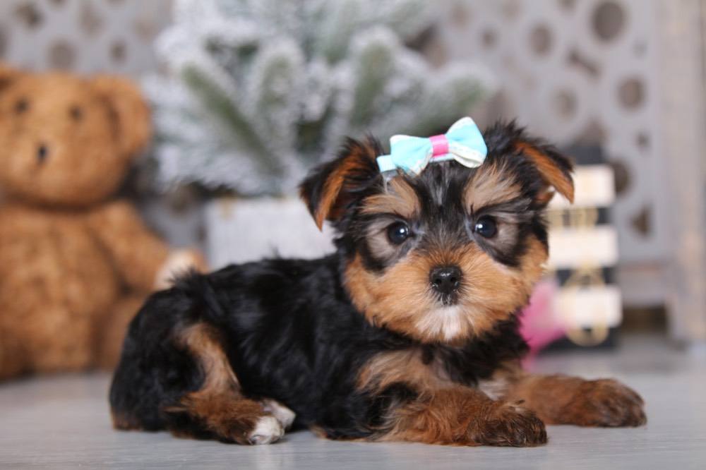 Taffy - Darling AKC Yorkie - Image 2