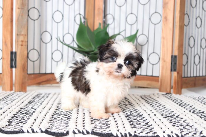 Taffy - Stunning Little ACA Female Imperial Shih-Tzu Puppy - Image 3