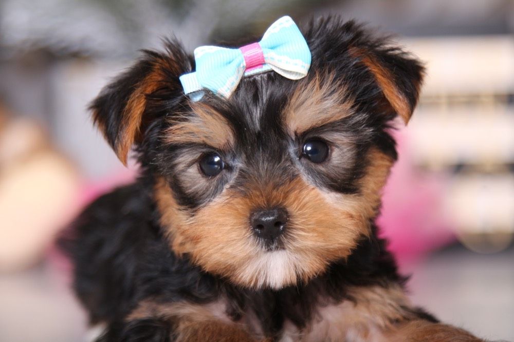 Taffy - Darling AKC Yorkie
