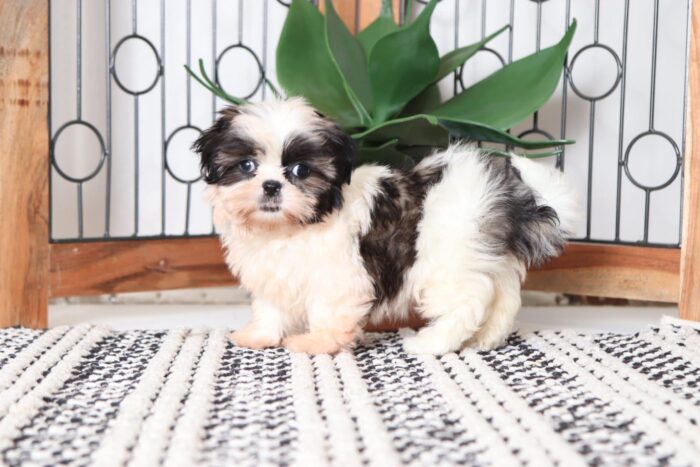 Taffy - Stunning Little ACA Female Imperial Shih-Tzu Puppy - Image 4