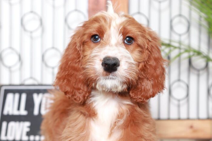 Tami- Perfect Red Female Irish-Doodle Puppy - Image 2