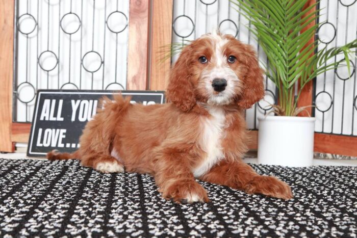 Tami- Perfect Red Female Irish-Doodle Puppy