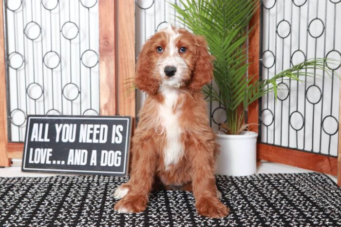 Tami- Perfect Red Female Irish-Doodle Puppy - Image 3