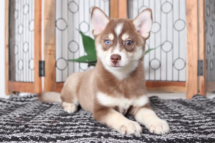 Tank - Stunning Chocolate Male Pomsky Puppy