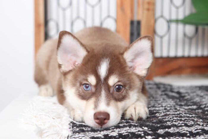 Tank - Stunning Chocolate Male Pomsky Puppy - Image 2