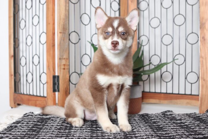 Tank - Stunning Chocolate Male Pomsky Puppy - Image 3