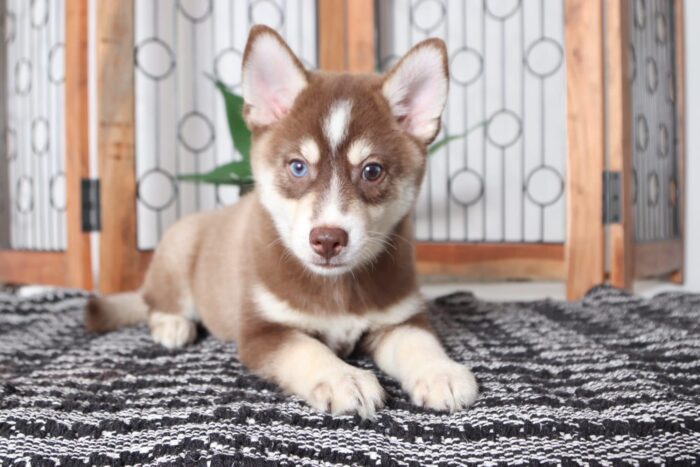 Tank - Stunning Chocolate Male Pomsky Puppy - Image 4