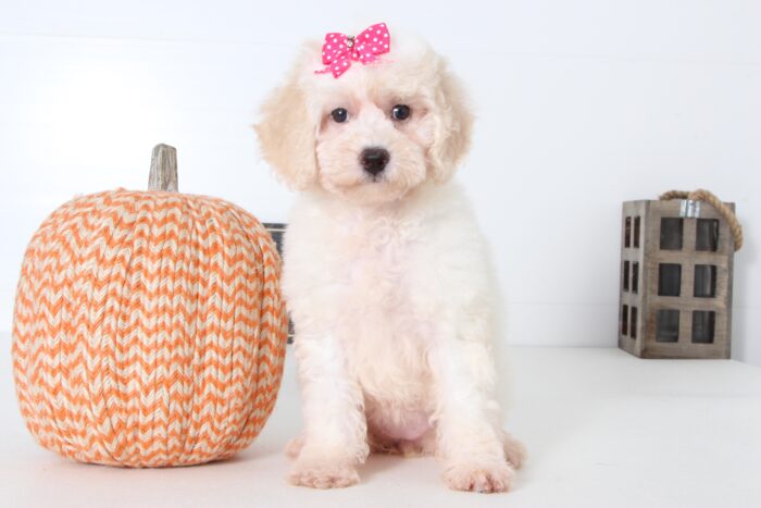 Tara- Stunning Female Poochon Puppy
