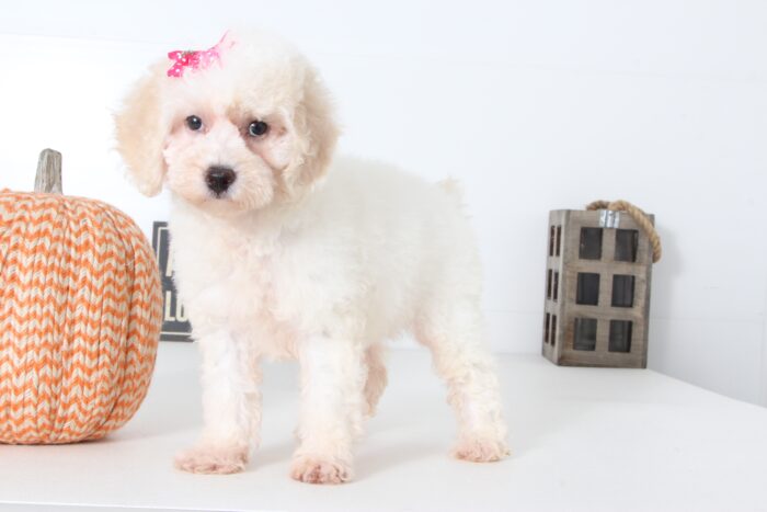 Tara- Stunning Female Poochon Puppy - Image 2