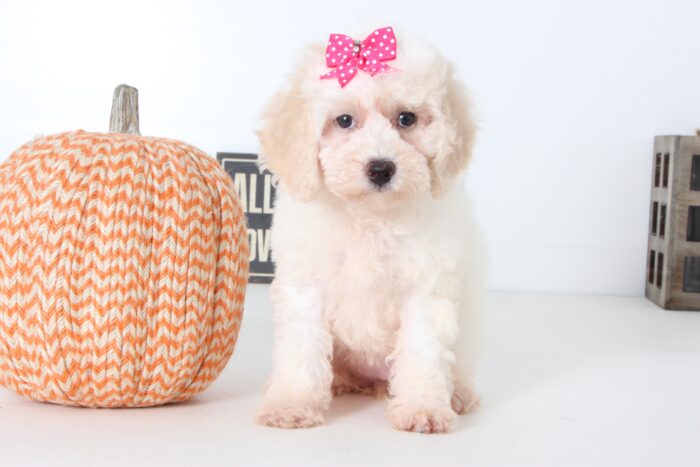 Tara- Stunning Female Poochon Puppy - Image 3