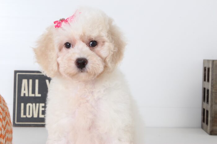 Tara- Stunning Female Poochon Puppy - Image 4
