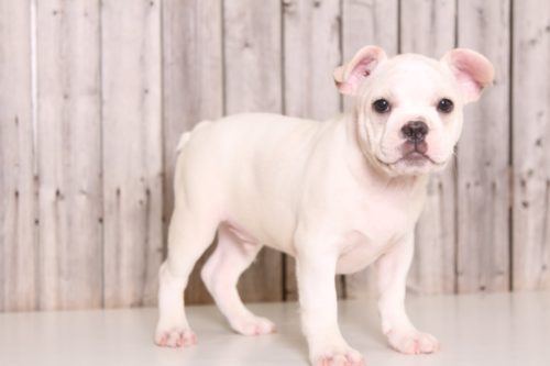 French Bulldog