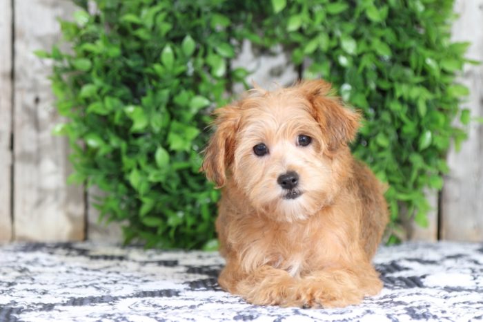 Taylor - Fancy Yorkie Poo