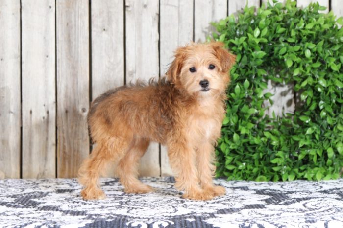 Taylor - Fancy Yorkie Poo - Image 4