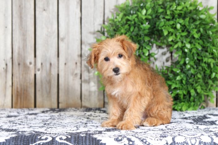 Taylor - Fancy Yorkie Poo - Image 3