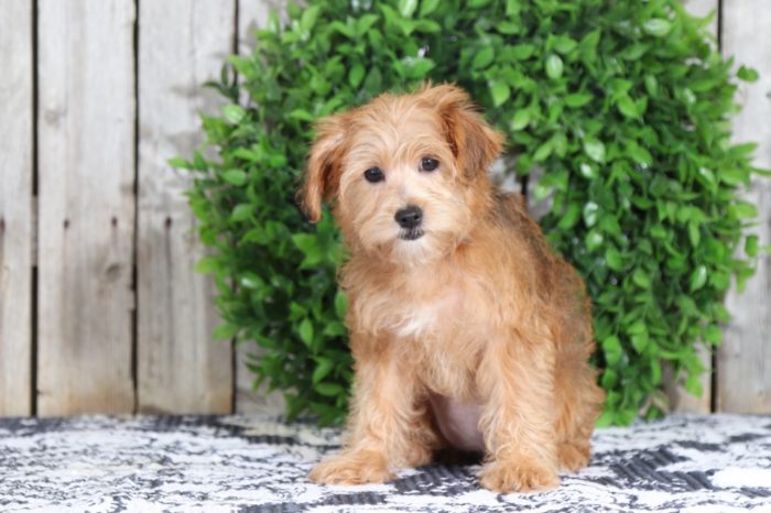 Taylor - Fancy Yorkie Poo - Image 2