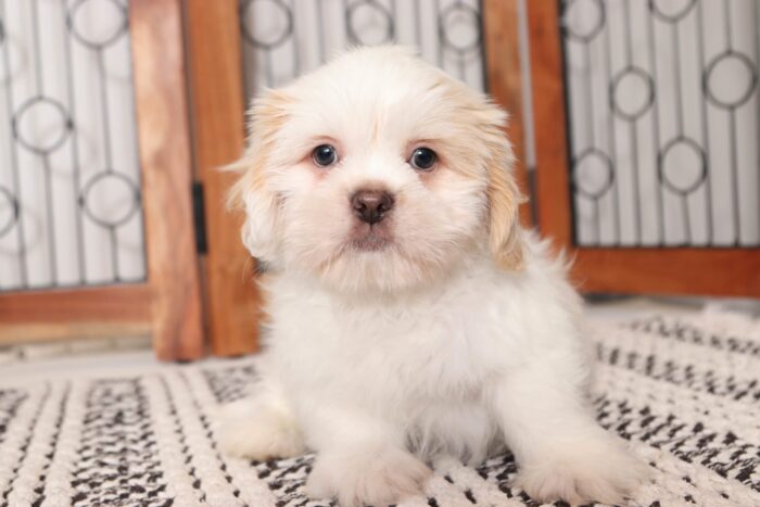Ted  - Happy Little Male CKC Shih Tzu Puppy