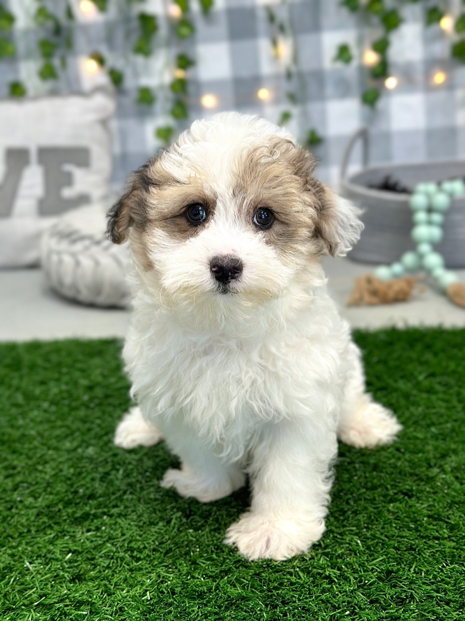 Zeb - Terrific Yorkshire Terrier