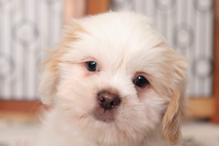 Ted  - Happy Little Male CKC Shih Tzu Puppy - Image 2