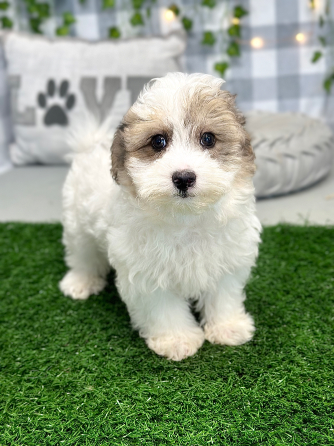 Zeb - Terrific Yorkshire Terrier - Image 5